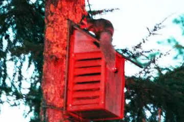 Picchio's Flying Squirrel Tour