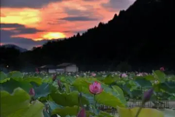 มนต์เหน่ห์ยามค่ำคืนที่สวนบัว