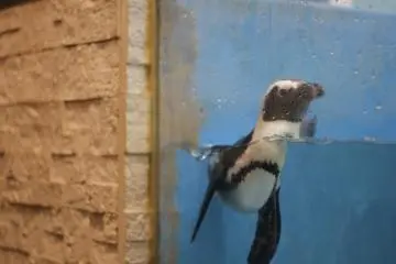 <p>One of the penguins going for a quick swim.&nbsp;</p>