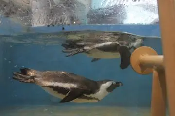 <p>Two penguins swimming.&nbsp;</p>