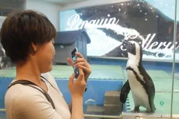 <p>A visitor taking a photograph of the penguin.&nbsp;</p>