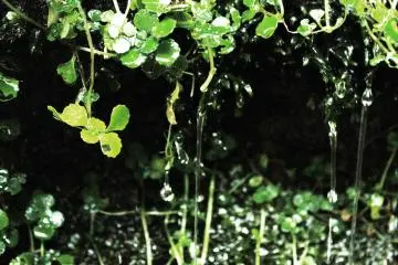 <p>The plant life is green and lush &nbsp;</p>