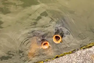 You can buy fish food too, and they know that you have it!