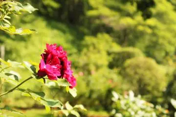 The English rose garden is a lovely walk