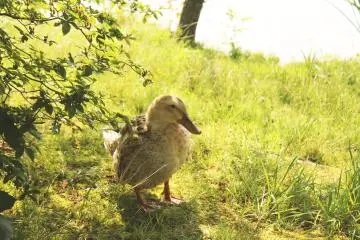 The ducks aren't afraid to say hello