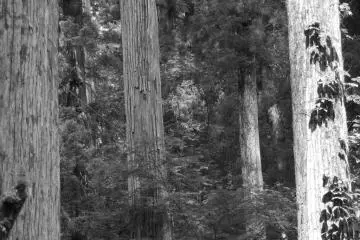 Tall, majestic cedars everywhere