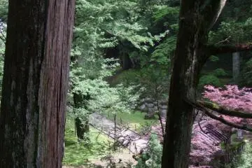 The trees dwarf everything around them