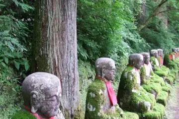 Lovely cedar provide shade