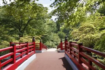 <p>The bright red bridge is a popular place to view the cherry blossoms in April.</p>