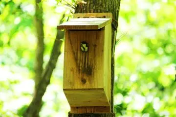 Picchio's Wildlife Management