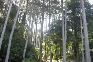 <p>Inside the majestic forest.&nbsp;</p>