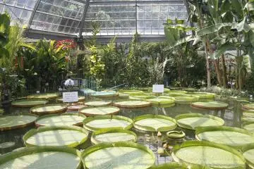 <p>Lily pads, which are available to stand on!</p>