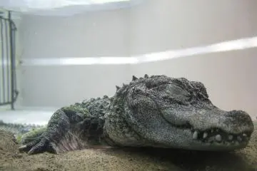 <p>An&nbsp;alligator sleeps.</p>