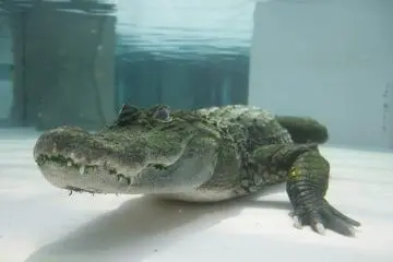 <p>One of the large&nbsp;alligators.</p>