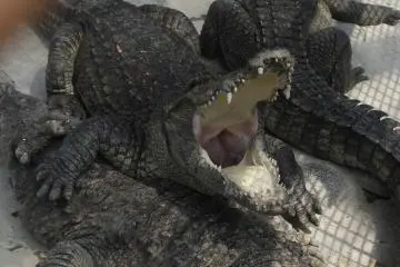 <p>an Aligator opens&nbsp;its mouth.</p>