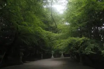 <p>The path is quite dark but ever so beautiful.</p>