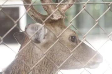 <p>A deer which lives in the park at the back of the shrine.</p>
