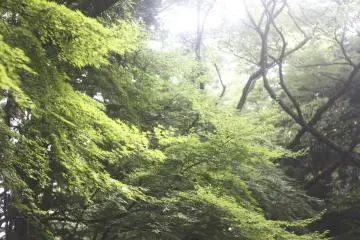 <p>The trees are so big and green here, some must be over 500 years old.</p>