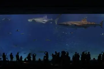 <p>Visit the Okinawa Aquarium located at the northern part of the island.&nbsp;</p>