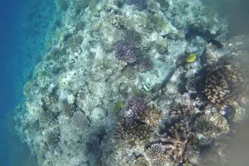<p>Go snorkeling in the ocean which is full of marine life!&nbsp;</p>