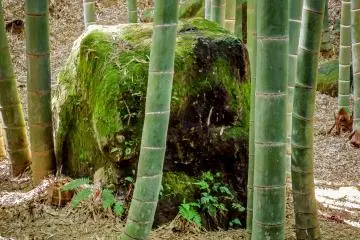 <p>Many moss covered boulders can be found in amongst the 2000 plus bamboo trees</p>