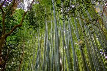 <p>The sight of these trees towering above is a great spectacle</p>