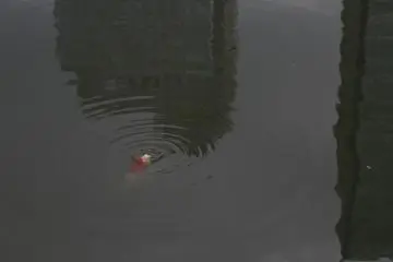One of the many fish I seen swimming around!&nbsp;