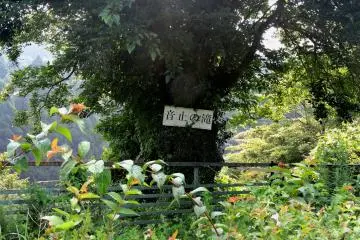 <p>A large tree along the trail bears a sign for the waterfall</p>