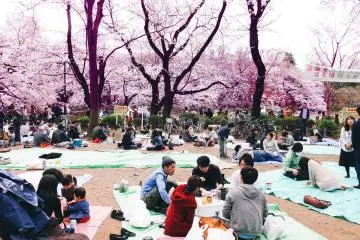 3월의 벚꽃축제 하나미