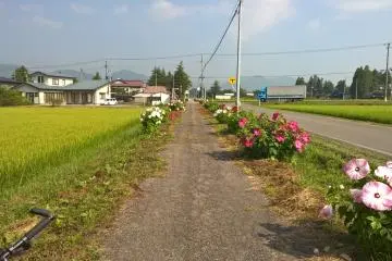 <p>La premi&egrave;re partie du sentier avec les hibiscus en fleur</p>