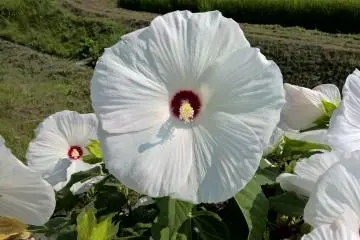 <p>Un des beaux hibiscus</p>