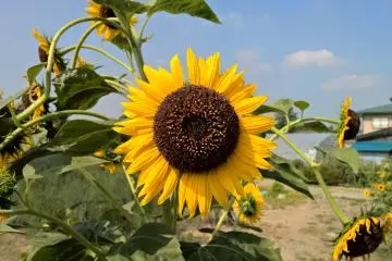 <p>Un tournesol magnifique sur le sentier</p>