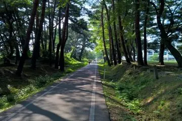 <p>Le bosquet de pins pr&egrave;s du lyc&eacute;e Hanamaki est</p>