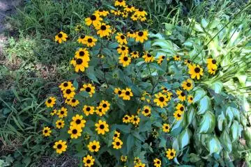 <p>Des fleurs sauvages pr&egrave;s du sentier</p>
