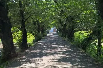 <p>Une route couverte de cerisiers, tellement beau au printemps</p>