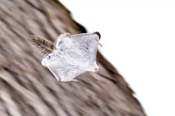 <p>And I can fly too.</p>