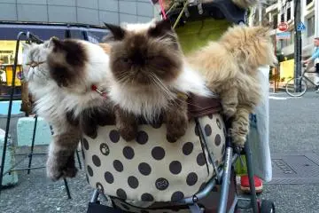 ฝูงแมว