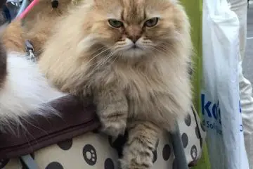 A Cat Guy in Omotesando