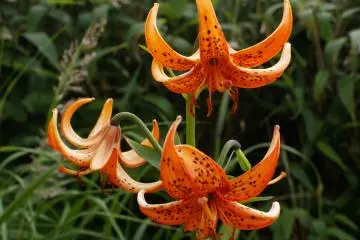 <p>The stunning orange flowers dotted the hillsides near the trail</p>