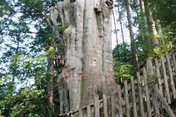 <p>The Shindai Sugi Cedar. One of the largest and oldest (~3,000 years old?)</p>