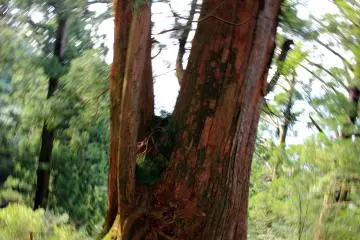 <p>Another large deity cedar tree</p>