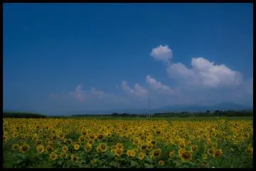 <p>ทุ่งดอกทานตะวัน</p>