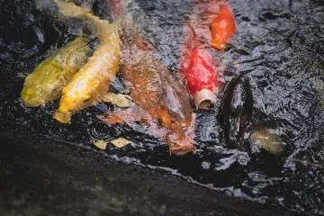 <p>Koi Karp almost swarm around for some food</p>