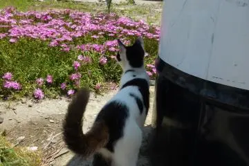 <p>Ha ha! Aku ninja kucing! Kukira aku sudah berhasil menyesatkan manusia bodoh yang mengambil gambar kucing-kucing</p>