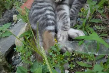 <p>Kucing gotik ini senang sendirian.</p>