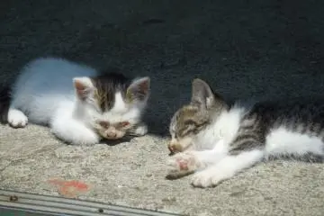 <p>Snuggles dan Cuddles sedang tidur siang</p>
