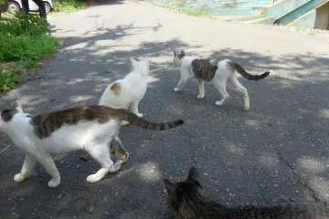 <p>Kucing-kucing keluar, mungkin untuk mengejek lebih banyak pengunjung manusia</p>