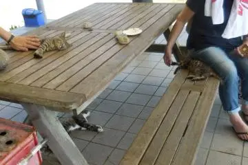 <p>Cat lounge</p>