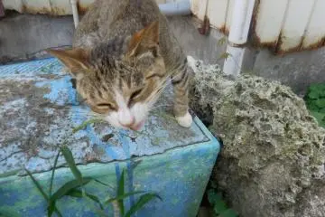 <p>Aku kucing vegetarian. Rumput rasanya yummy! Well rasanya lebih enak daripada masakanku...</p>