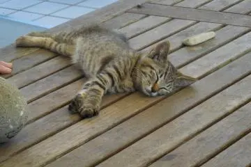 <p>Pembenci akan selalu benci. Aku masih terus mengasah keahlian kamuflaseku</p>